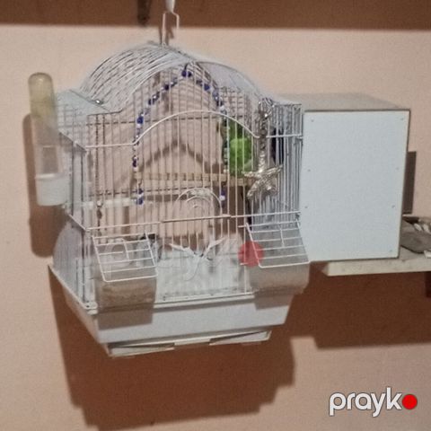 Tek disidi yuva qarışıq 50 azen — Digah