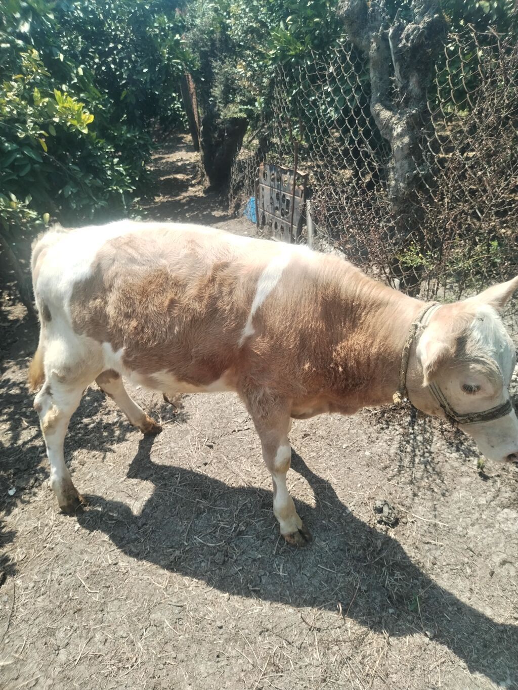 4 aylıq erkək, şarol — Heyvanlar, Astara (5)