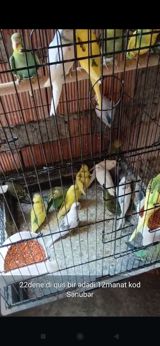 Məhsul: Dalmatian papuqaylar (büdcəri) - Sayı: 22 ədəd dişi quş - — Qida məhsulları