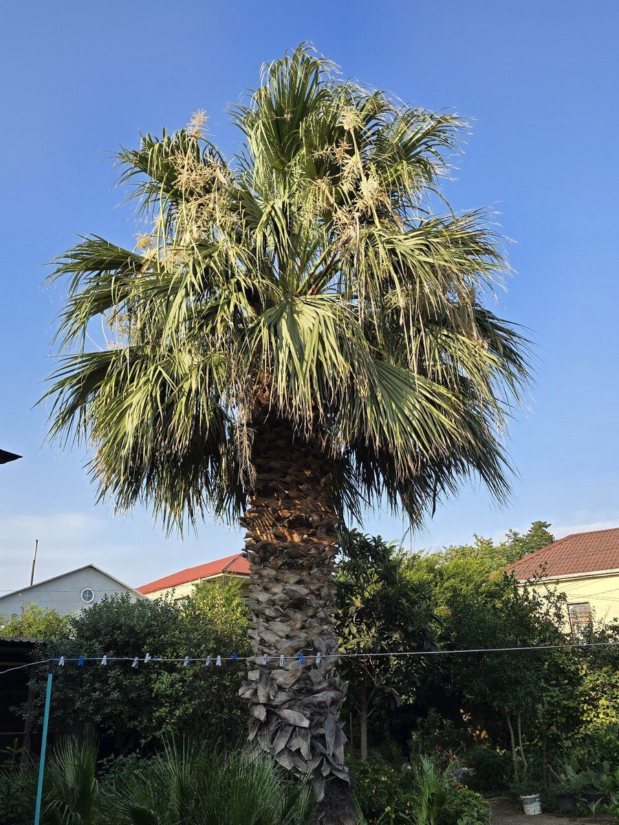 Palma ağacı — Bitkilər, Bakı (2)