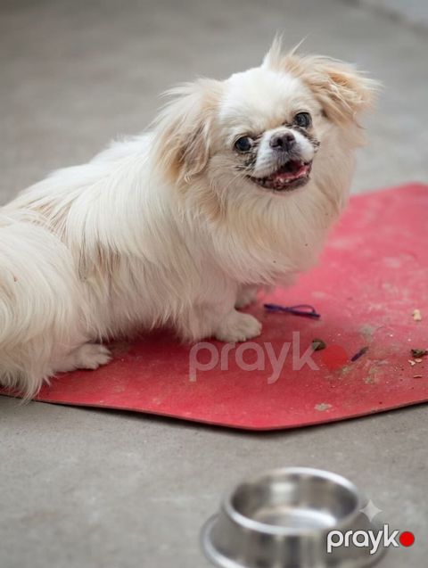 Pekines