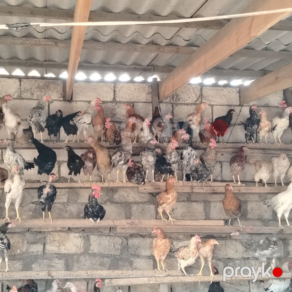 Qarışıq yerli toyuq və xoruz sürüsü - Cinslər: yerli qarışıq (ağ — Heyvanlar, Digah (2)