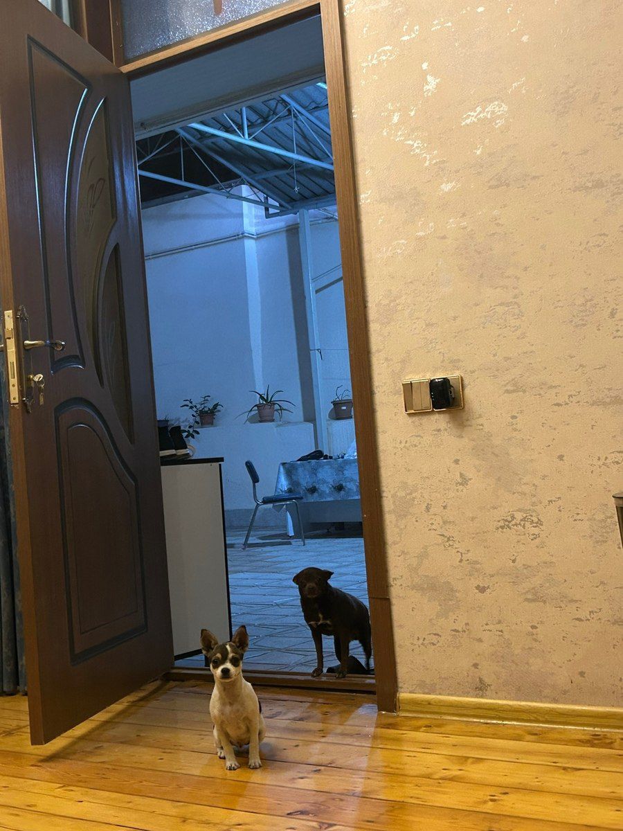 Çixuaxua balası — Heyvanlar, Gəncə (3)
