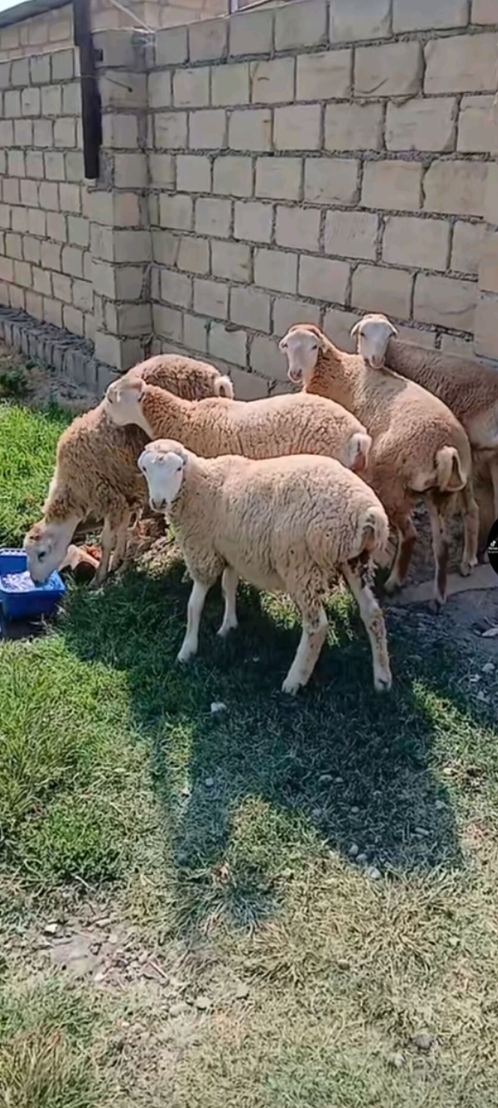 Təçili satılır 2 aylıq qızlardır erkey 2 erkey 4 dişidi — Heyvanlar, Bakı (2)