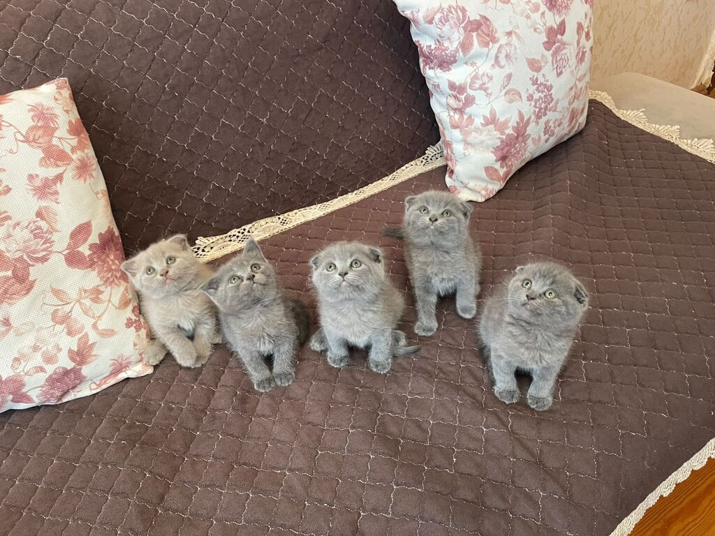 British / Scottish Fold pişikləri — 2-3 aylıq boz balanlar — Şotlandiyalı, Bakı (6)
