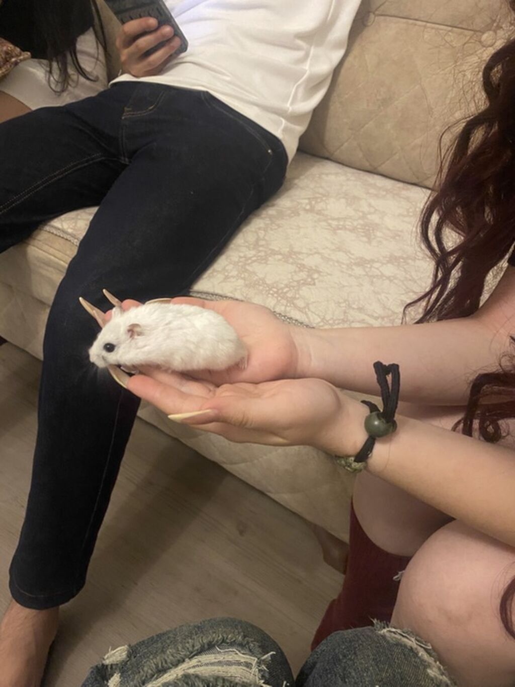 İki ədəd hamster satlr .Biri ağ,biri boz.Ustundə ikimərtəbəli — Heyvanlar, Bərdə (3)