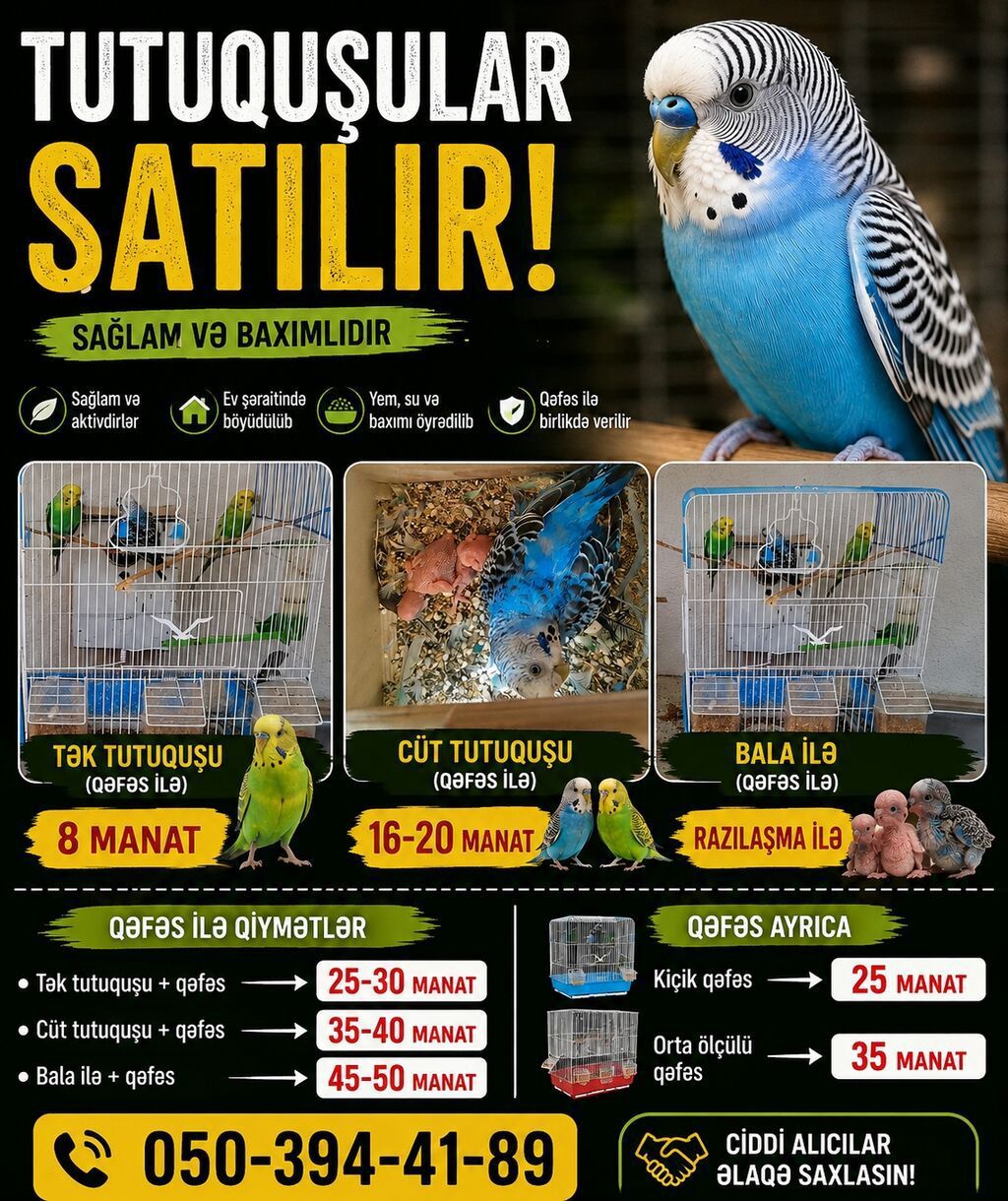​🦜 SAĞLAM VƏ BAXIMLI TUTUQUŞULAR SATILIR! ​Ev şəraitində böyüdülmüş — Quşlar, Sumqayıt