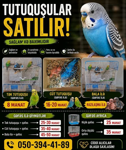 🦜 SAĞLAM VƏ BAXIMLI TUTUQUŞULAR SATILIR! Ev şəraitində böyüdülmüş