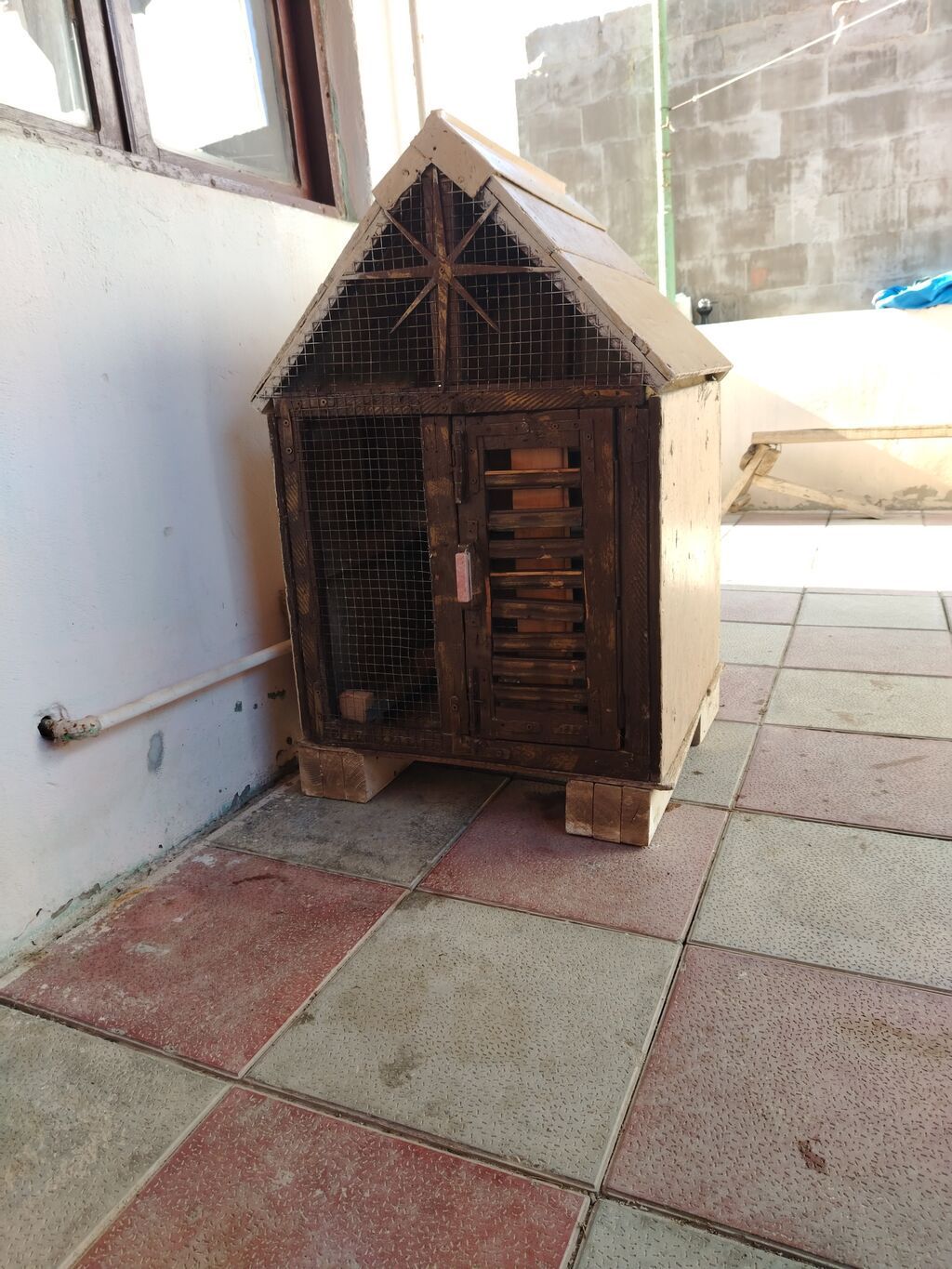 Tecili satilir cüt xana 2 cut qus at bala al mosnu seydi — Heyvanlar, Novxanı (2)