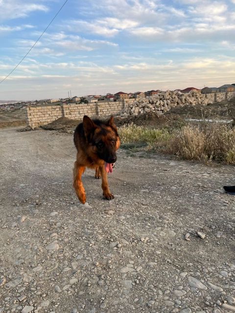 Alman çoban iti, Erkək