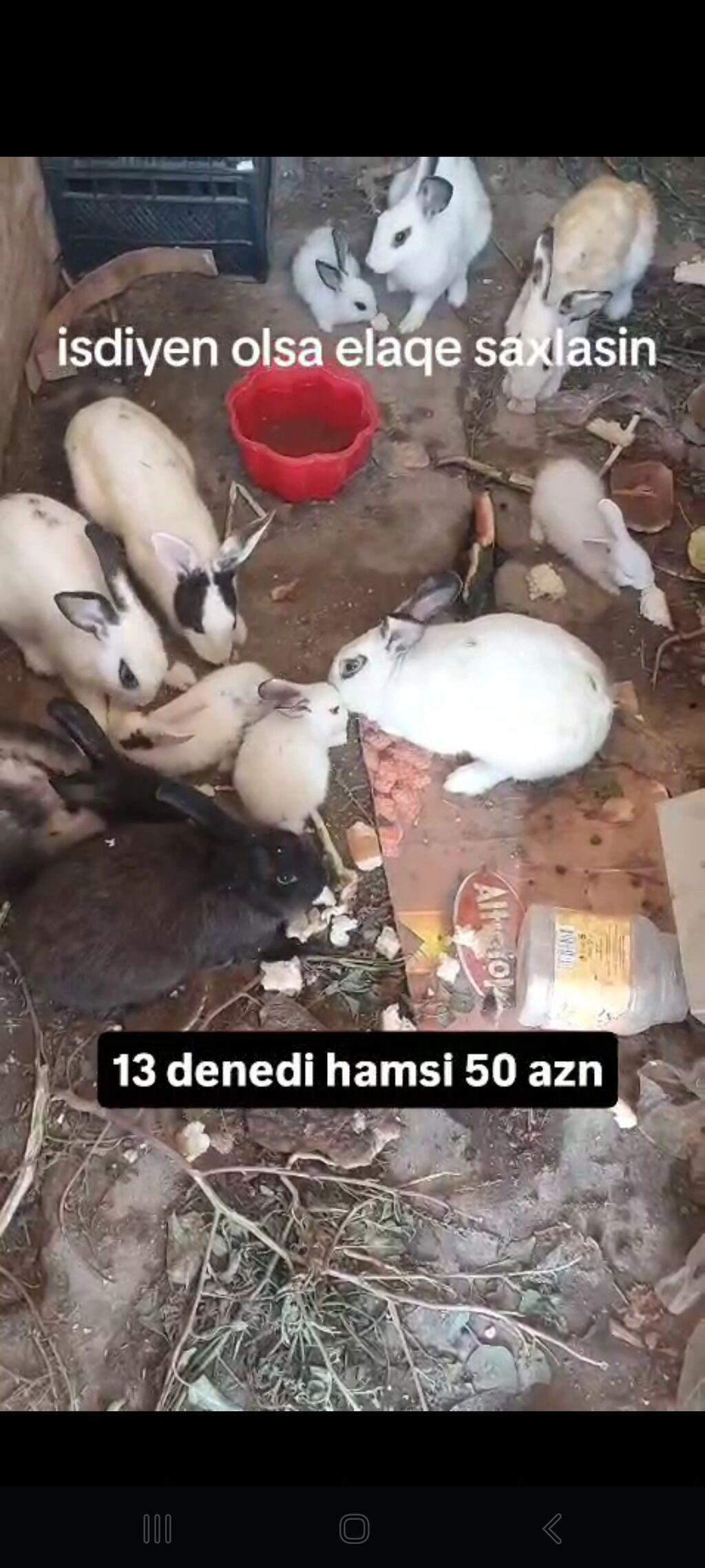 Hamsi satlir hopdum 13 denedi 50 azn 4 balaca qalani yekedi — Quşlar, Digah