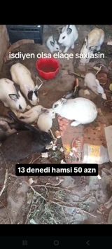 Hamsi satlir hopdum 13 denedi 50 azn 4 balaca qalani yekedi — Quşlar