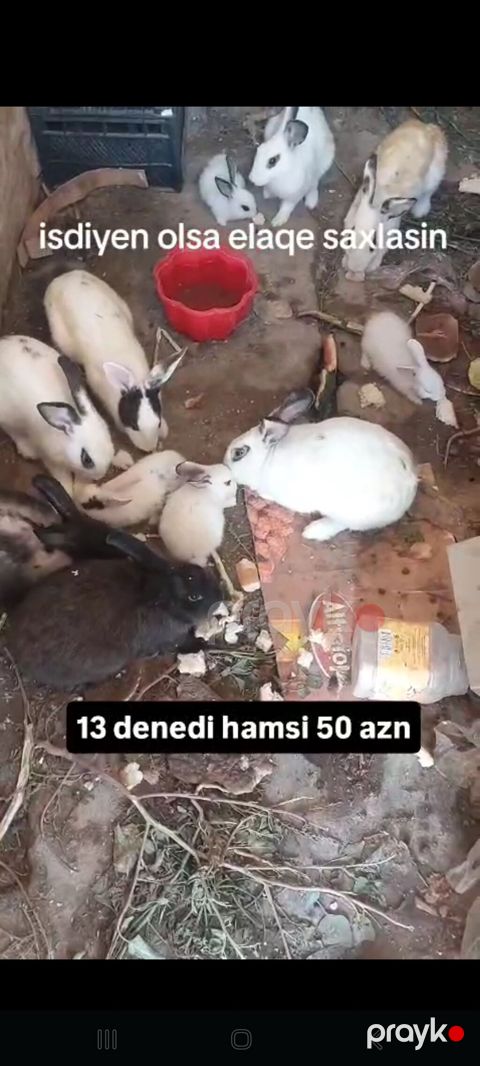 Hamsi satlir hopdum 13 denedi 50 azn 4 balaca qalani yekedi