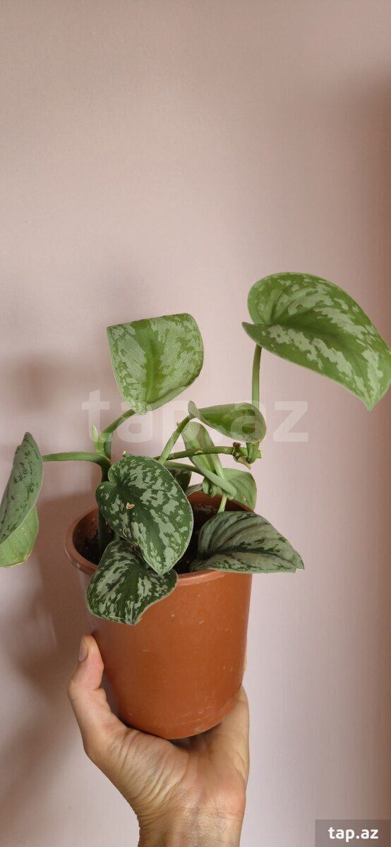 Scindapsus exotica — Bitkilər, Sumqayıt (4)