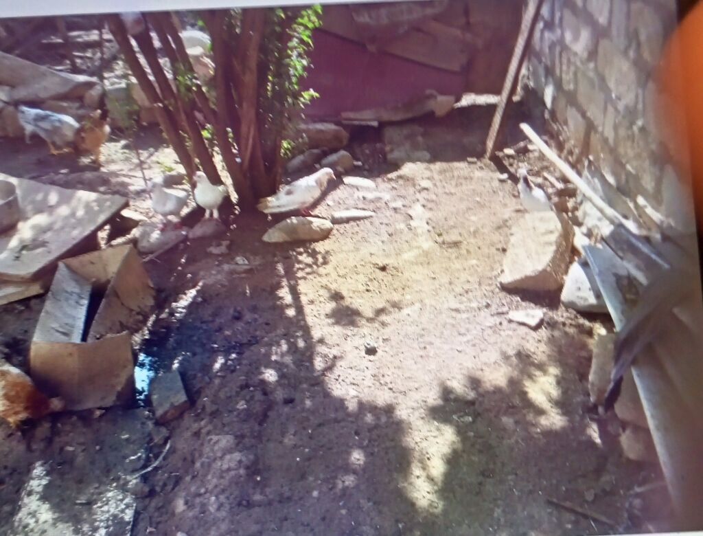 Əlaqə nömrəsi 55 766 87 55 bu nömrenin vacapına zəng edin Damazlıq — Quşlar, Gəncə (10)