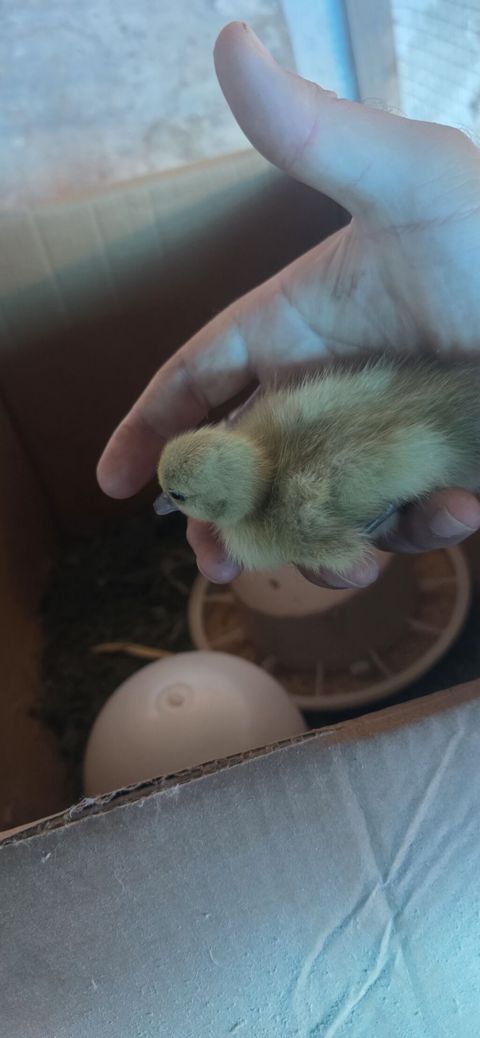 Lavanda balaları,1 günlük balalardı.9 ədəddir.1 ədədi 10 AZN.Ana ördək