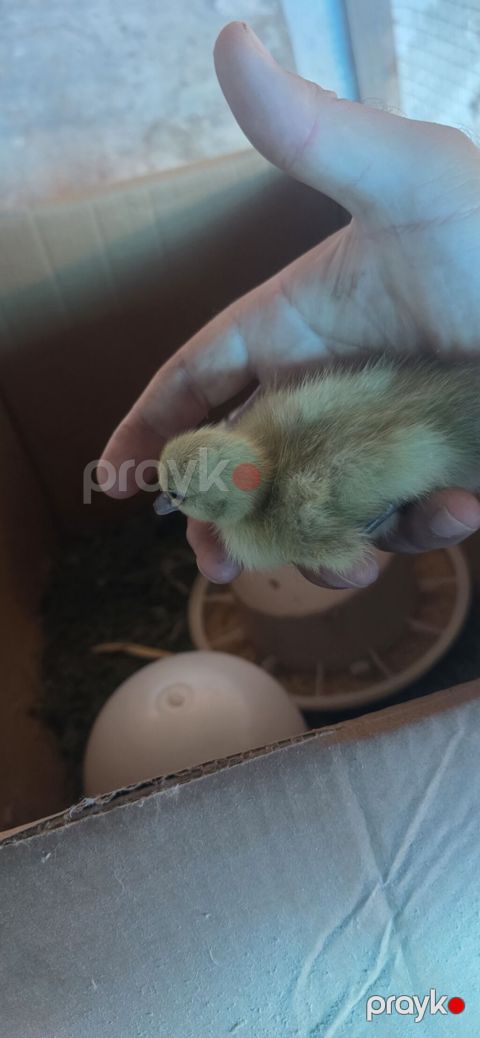 Lavanda balaları,1 günlük balalardı.9 ədəddir.1 ədədi 10 AZN.Ana ördək