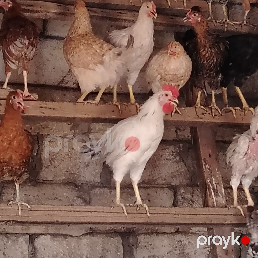 Qarışıq yerli toyuq və xoruz sürüsü - Cinslər: yerli qarışıq (ağ — Heyvanlar, Digah (5)