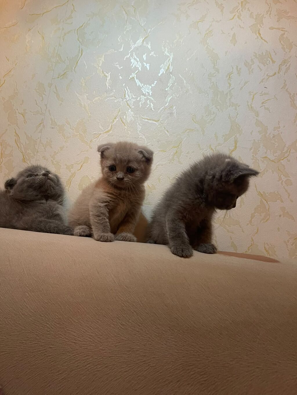 British / Scottish Fold pişikləri — 2-3 aylıq boz balanlar — Şotlandiyalı, Bakı (9)