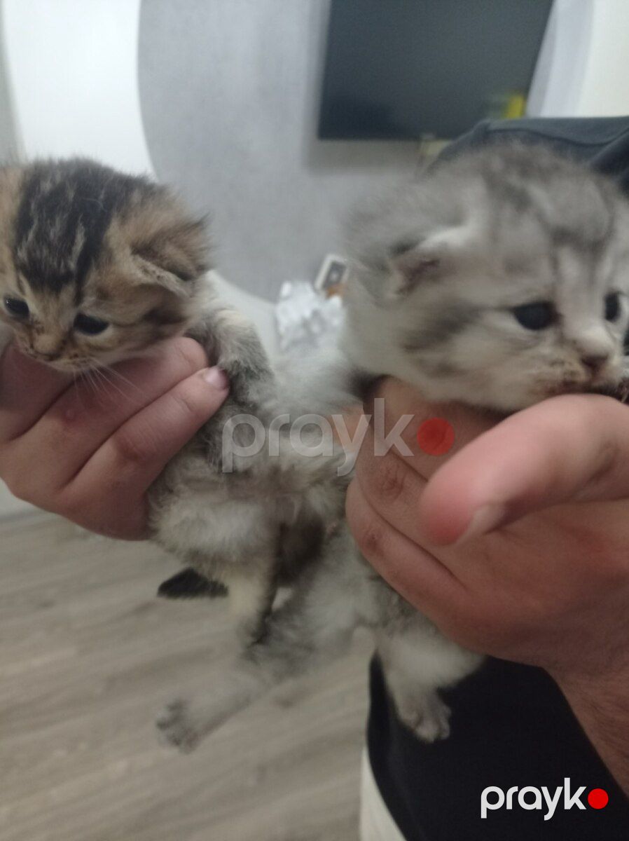 Şotland pişiyi balaları — Pişiklər, Bakı (3)