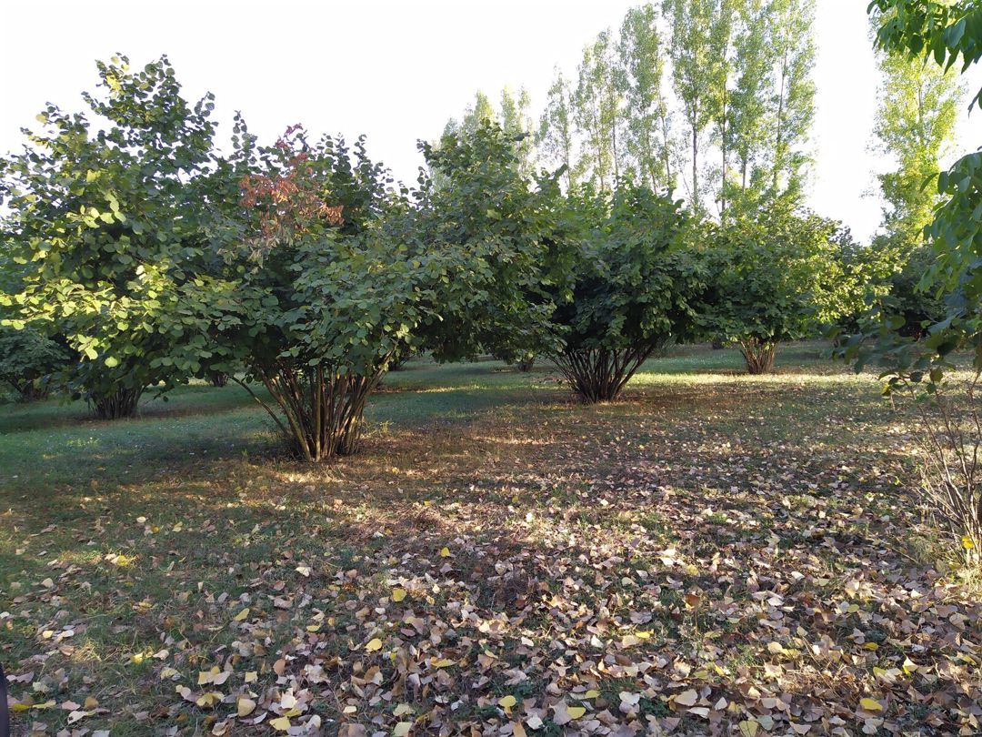 Satılır torpaq 28 sot — Torpaq, Qəbələ (2)