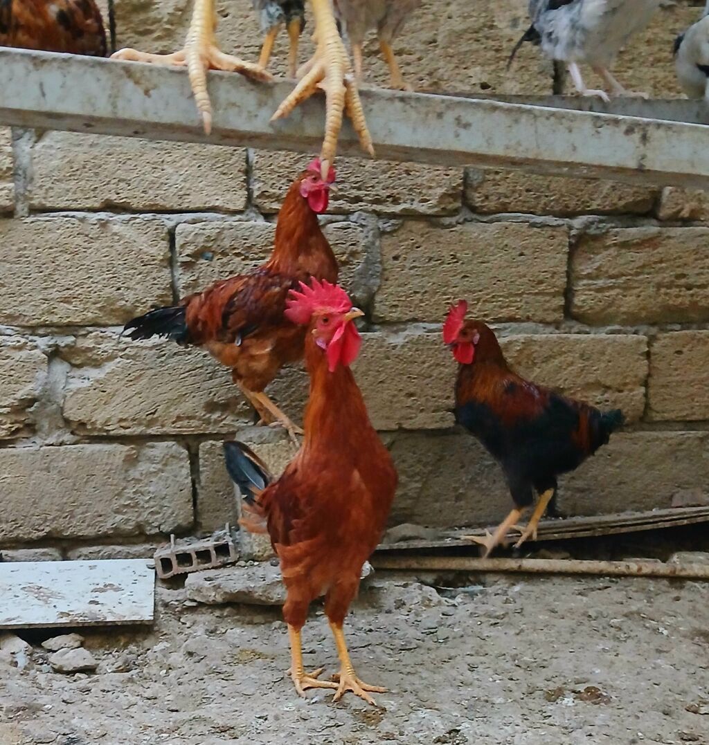 Xoruzlar və toyuqlar (yerli/hibrid)