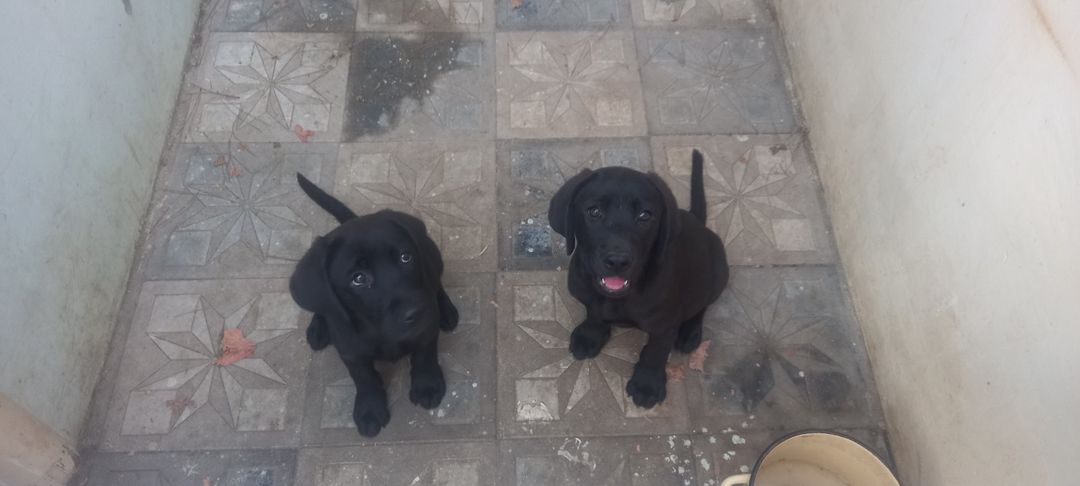 Labrador Retriver — Heyvanlar, Bakı (2)