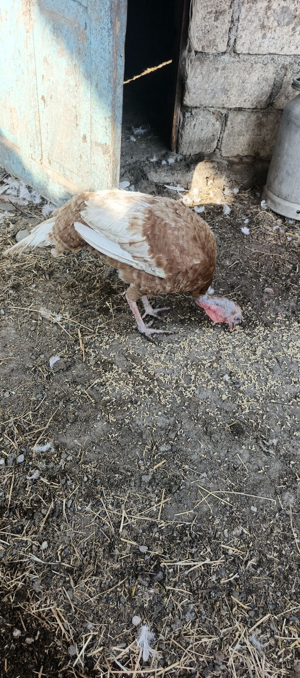 3 ay 10 gunluk hinduska balalari satilir . Yerli cins deyil. Red — Heyvanlar, Xaçmaz (3)