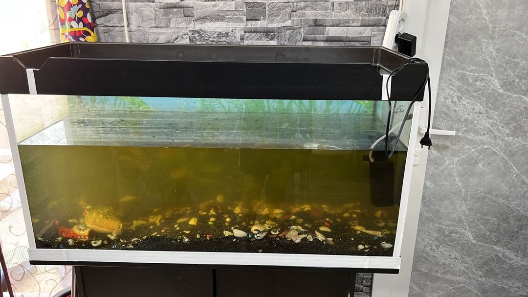 Akvarium — Akvariumlar və balıqlar, Bakı (2)