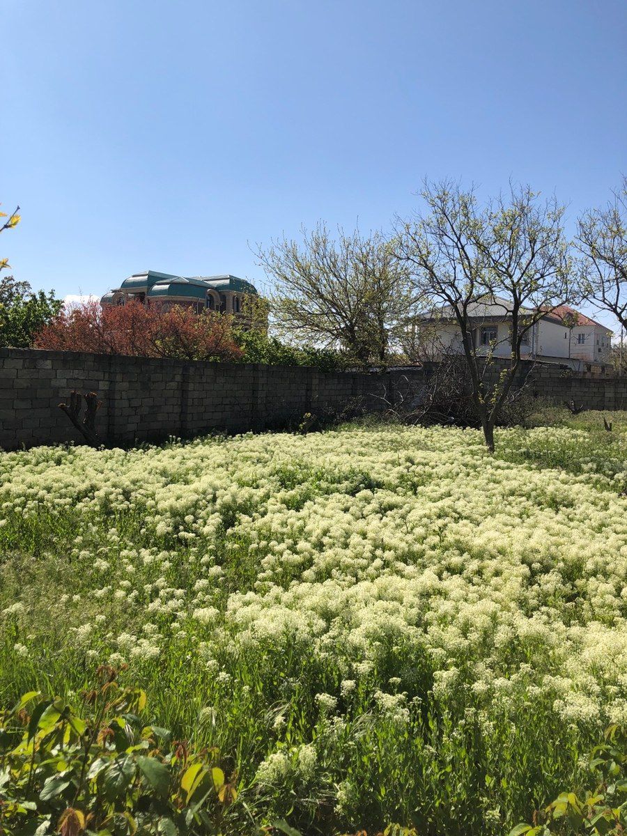 5 sot torpaq sahəsi, Y.Saray qəs. — Torpaq, Bakı (11)
