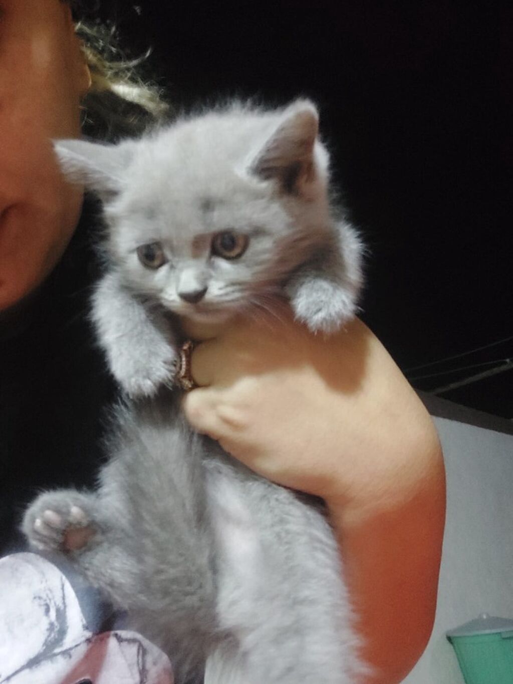Boz tüklü balaca pişik balası