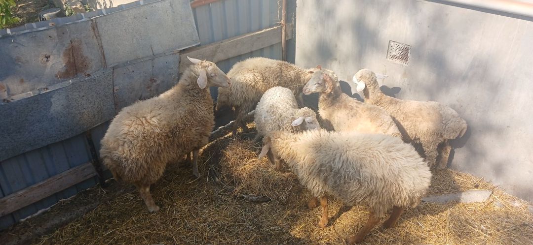 Qoyunlar — Heyvanlar, Şirvan (4)
