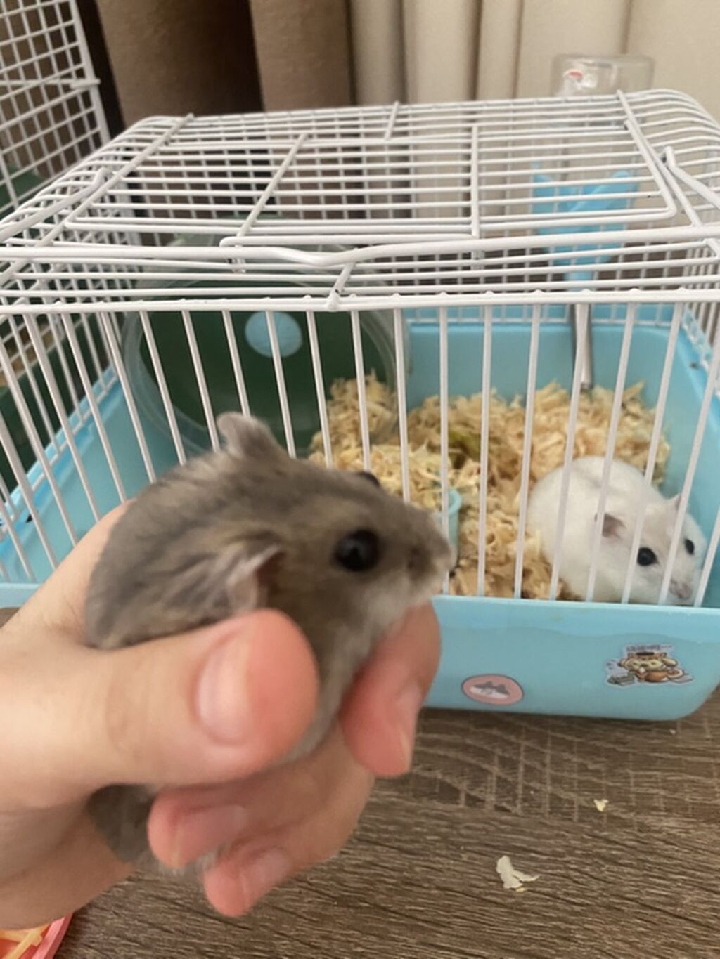 İki ədəd hamster satlr .Biri ağ,biri boz.Ustundə ikimərtəbəli — Heyvanlar, Bərdə (5)