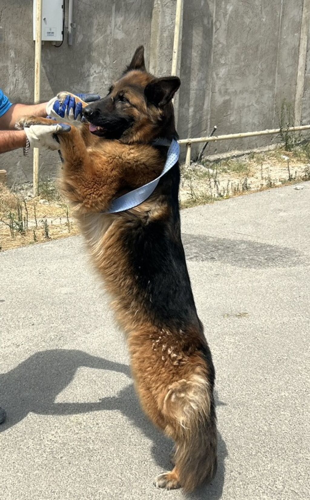 Alman çoban iti, 3 il, Dişi — Heyvanlar, Bakı (2)