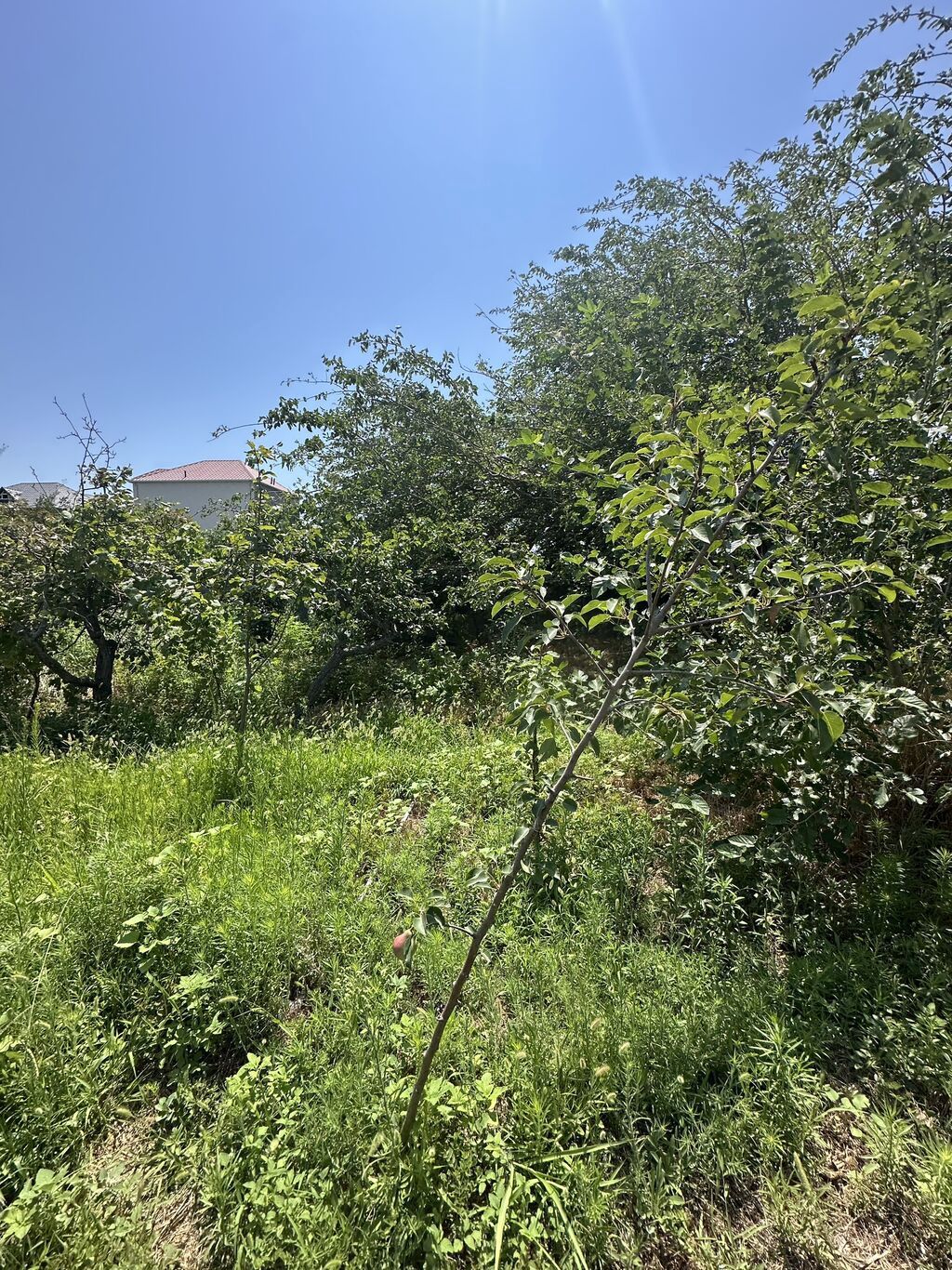 5 sot, Tikinti, Mülkiyyətçi, Kupça (Çıxarış), Texniki pasport — Torpaq, Saray (8)