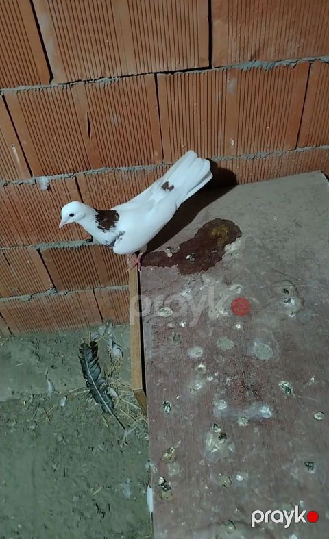 Tutulma mayadi qus göz qabagindadi pula ehtiyac olduquna gore satilir