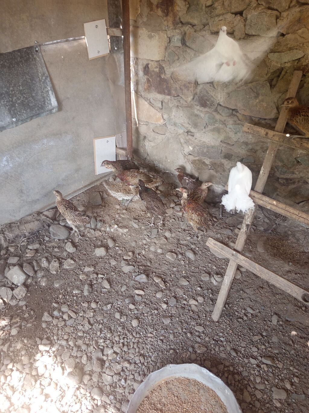 Qırqovul 3 aylıq 11 dənə 3 xoruz 8 fərə 170 manata ünvan Gəncə — Quşlar, Gəncə