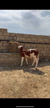 Dana, buzov, Erkək, Simental, ay: 2, Damazlıq, Ətlik — Məhəmməd