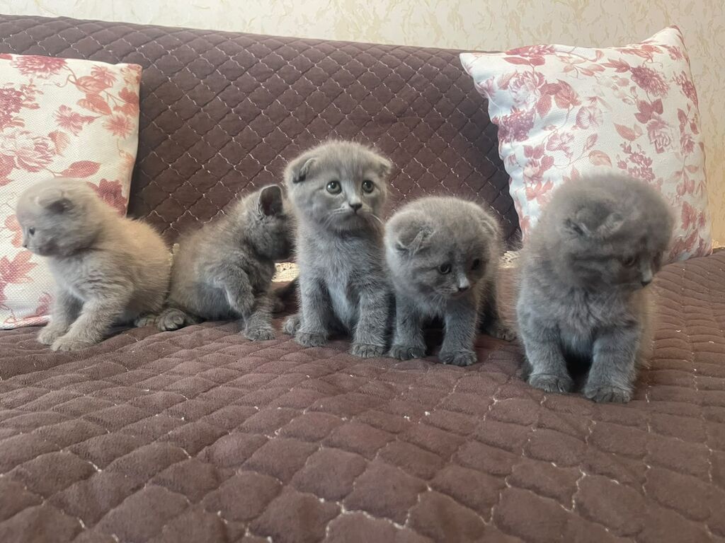British / Scottish Fold pişikləri — 2-3 aylıq boz balanlar — Şotlandiyalı, Bakı (2)