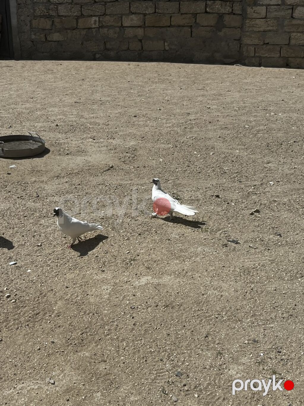 18 quşdu biri 5manatdan boynu güllülər var içində qırmızı baş qarabaşa — Quşlar, Digah (2)