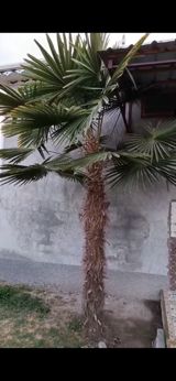 Palma ağacı — Bitkilər