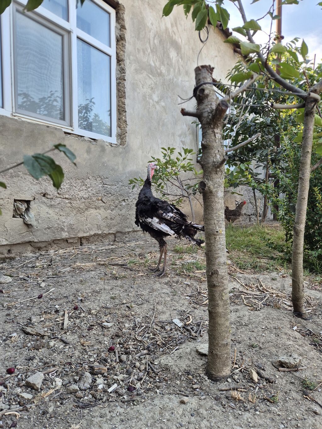 Erkək, Kanada, Damazlıq, Ödənişli çatdırılma