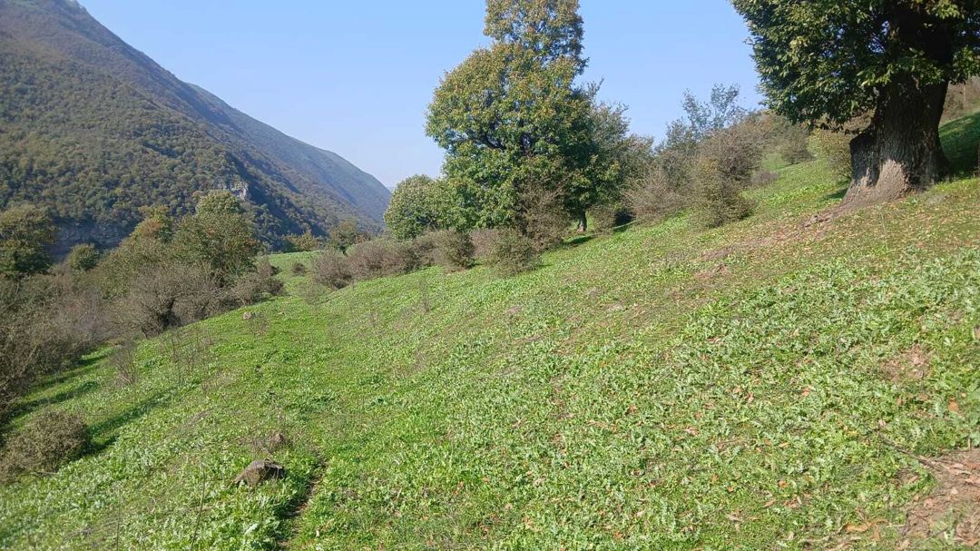 Satılır torpaq 50 sot — Torpaq, Yardımlı (5)