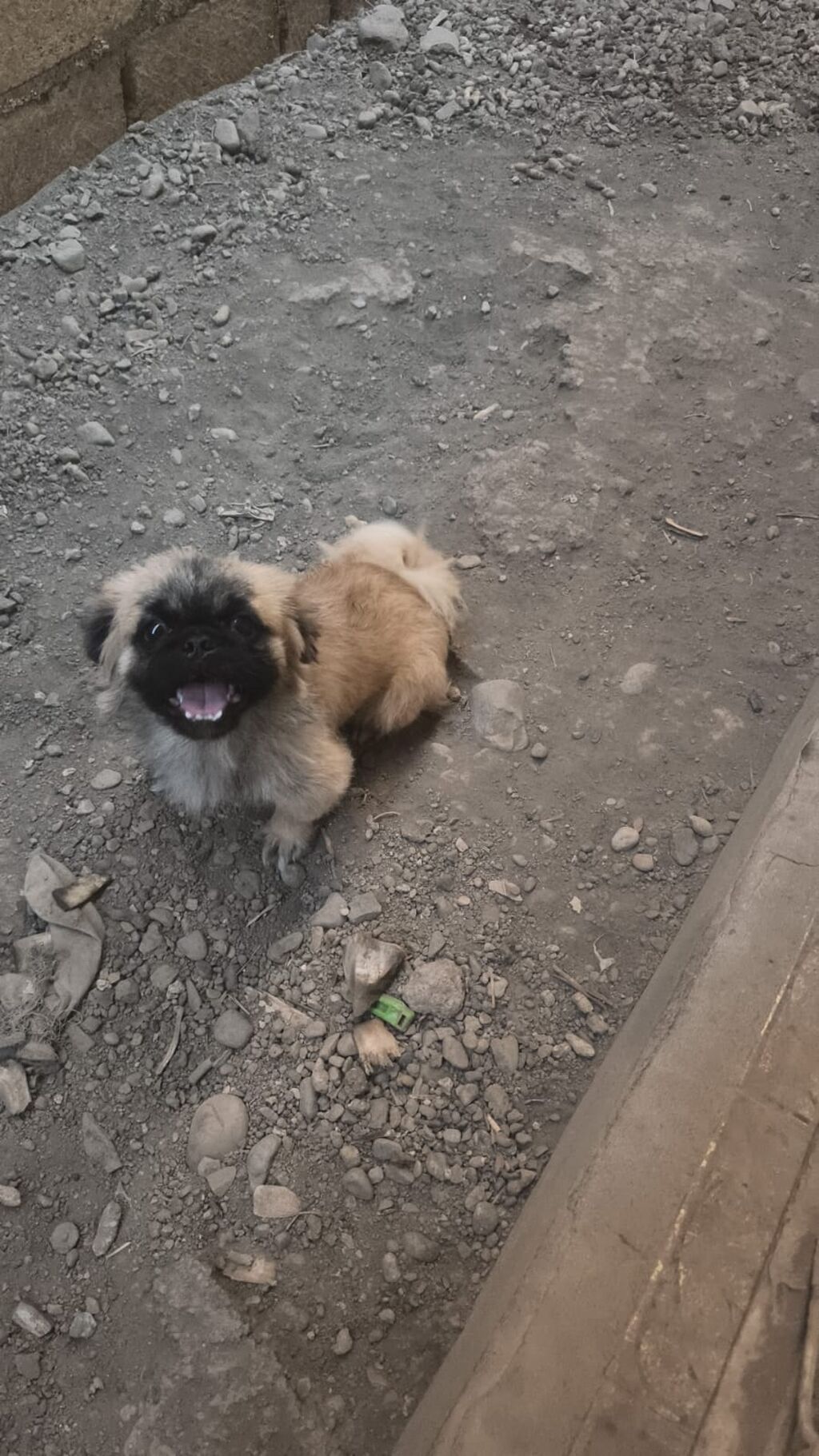 Pekines, 9 ay, Erkək, Peyvəndli, Ödənişli çatdırılma — Heyvanlar, Gəncə (2)