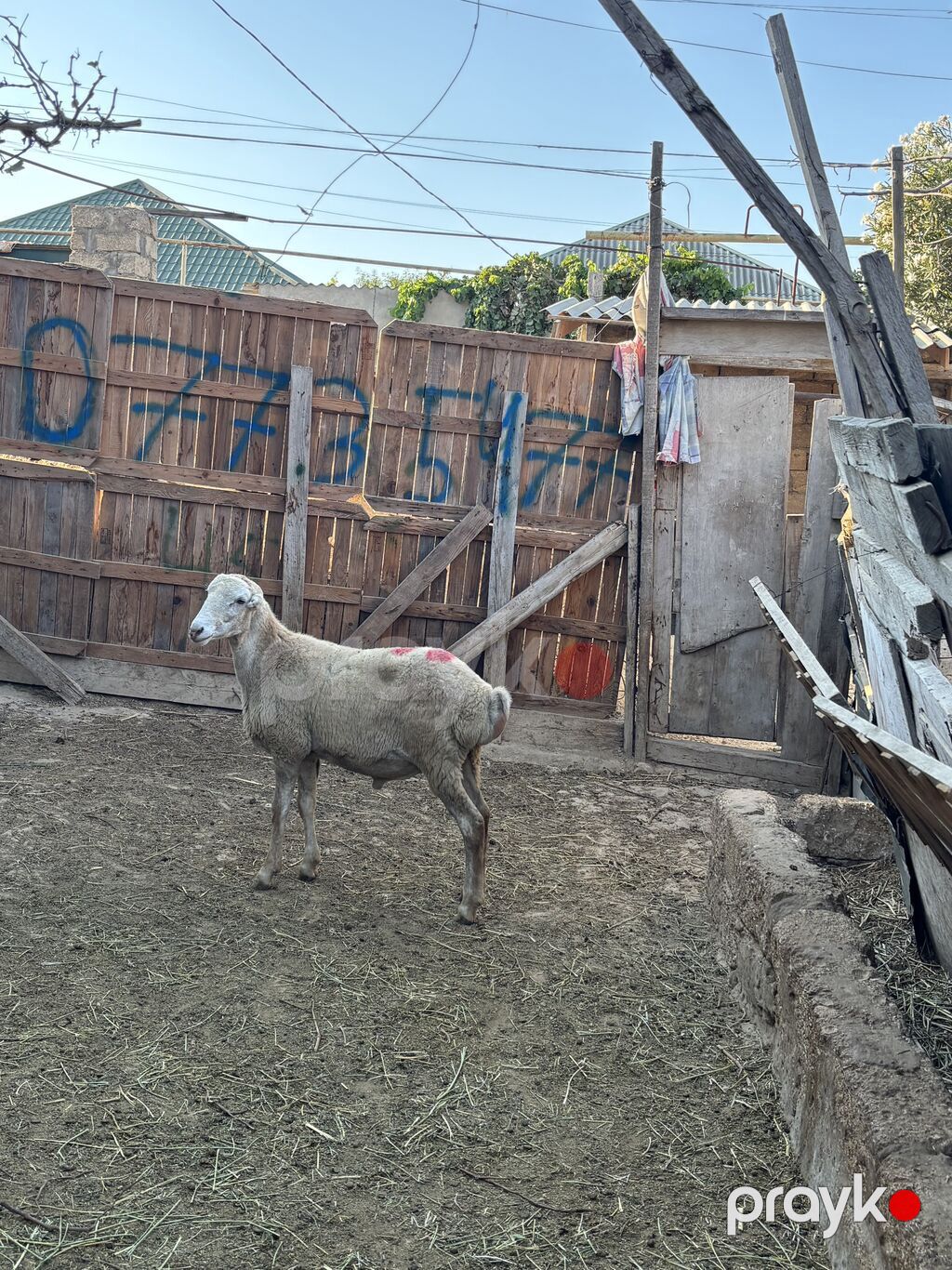 Quzu, Erkək, ay: 8, 30 kq, Ətlik, Ünvandan götürmə — Heyvanlar, Digah (5)