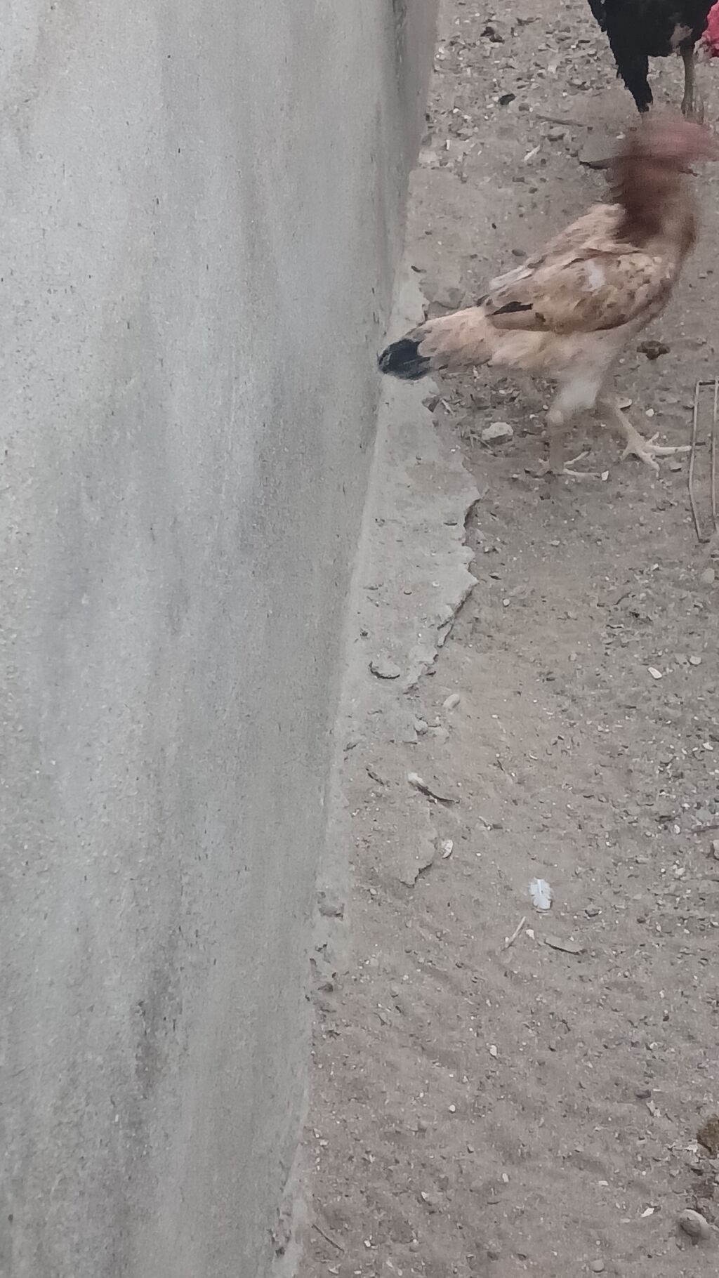 Toyuq cücələri, Damazlıq — Heyvanlar, Digah (4)