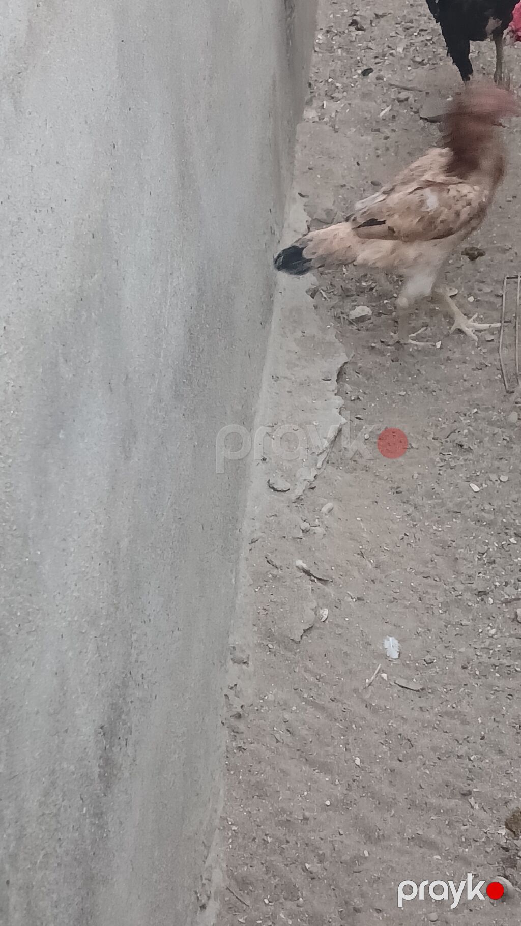 Toyuq cücələri, Damazlıq — Heyvanlar, Digah (4)