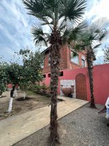 Palma ağacı — Plants