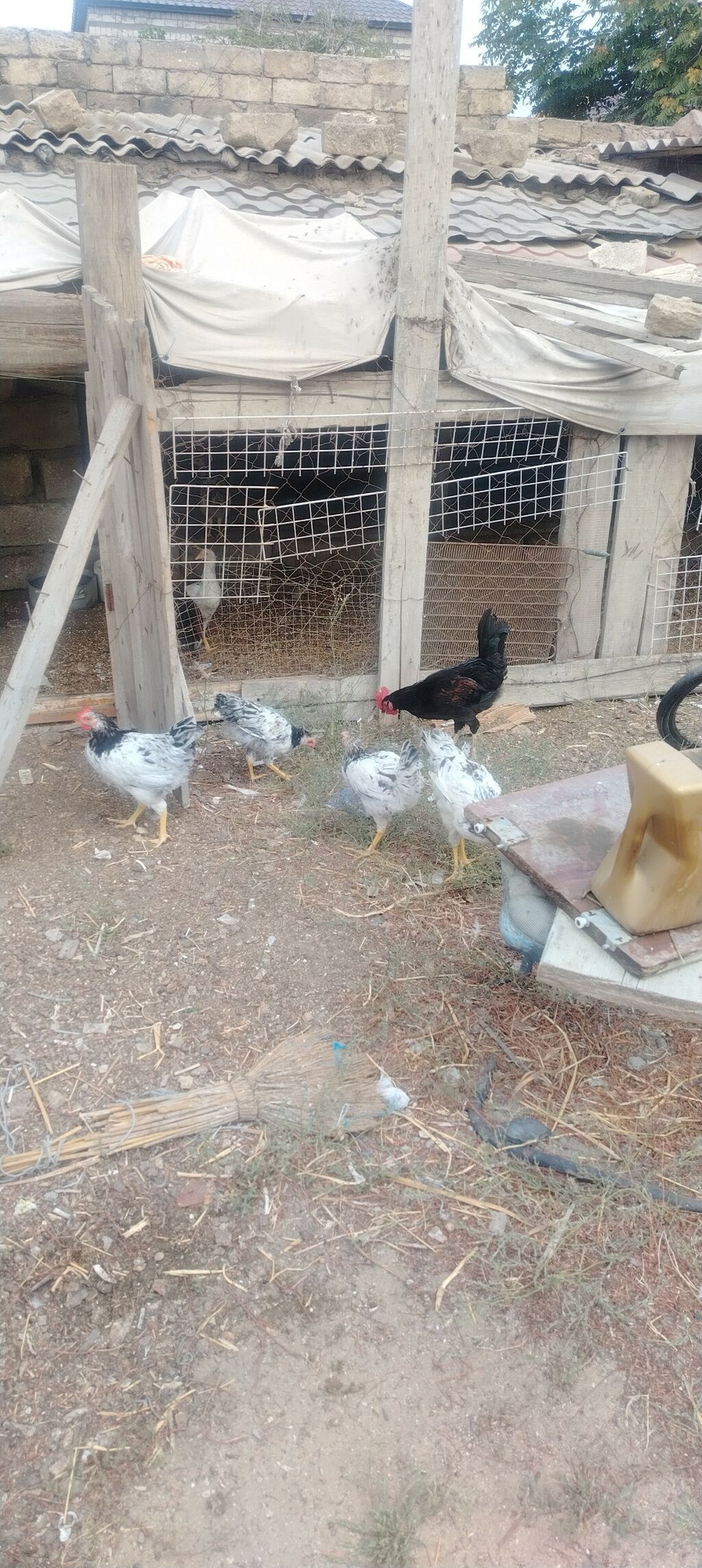 Toyuq, Damazlıq, Ünvandan götürmə — Heyvanlar, Digah (2)