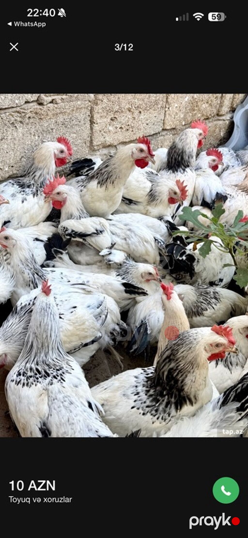 5 Ay Yarımlıq Xoruzlar. 30 Ədəd 5 Ay 10 Günlük Fərələr. Fərələr — Heyvanlar, Digah (3)